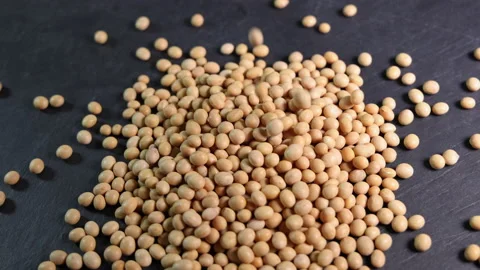 Soyabeans soya beans dropping powering over black slate background motion flow  Stock Footage 150775302