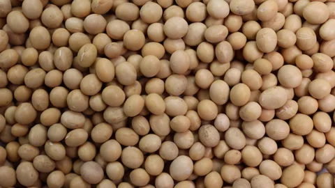 Soyabeans soya beans slide glide over motion  Stock Footage 148542996