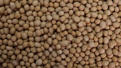 Soyabeans soya beans slide glide over motion  Stock Footage 148543299