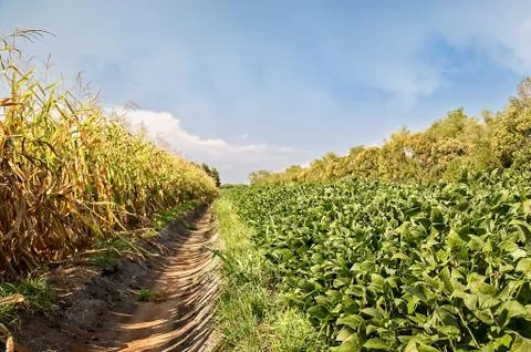 Soybean and corn fields and irrigation canal. Stock Photos