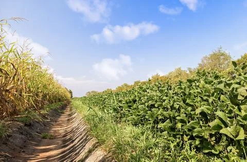Soybean and corn fields and irrigation canal. Stock Photos