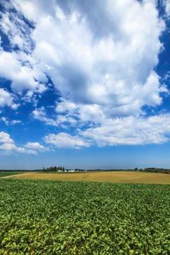 Soybean and corn fields; Richmond, Minnesota, United States of America Stock Photos