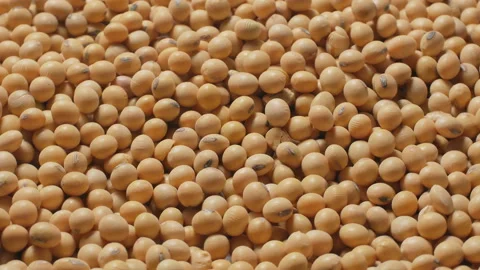 Soybean background, Rotation. 스톡 동영상 143658101