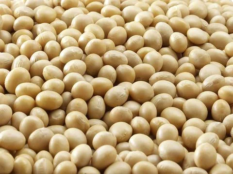 Soybean background. soybean Stock Photos