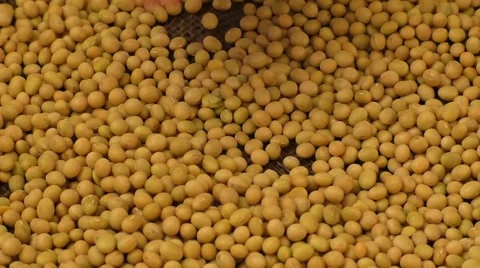Soybean beans by hand 스톡 동영상 68395470