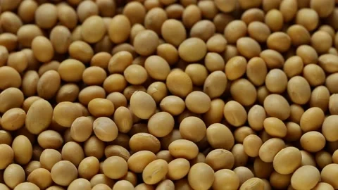 Soybean close-up. Rotation.Vegetable source of protein. Stock Footage 158540240