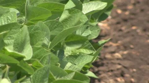 Soybean closeup Stock Footage 41135448