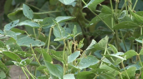 Soybean Crop Damage Stock Footage 765660