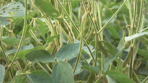 Soybean Crop Damage Видео 975562
