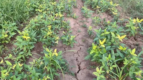 Soybean Crop Drying Due to Water Shortage | Drought Affected Soybean Field Vidéo 315084607