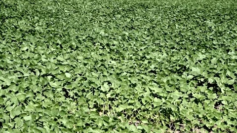 Soybean crop in post-germinative stage Stock Footage 145702968