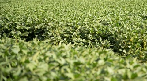 Soybean crop under development in the grain formation phase Stock Photos
