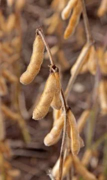 Soybean crop yield Stock Photos