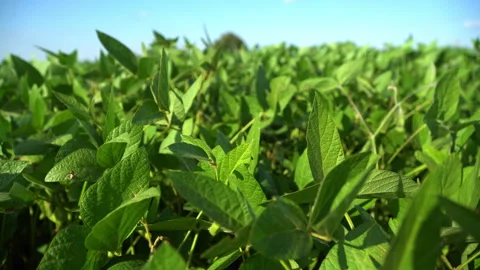 Soybean crops in field, soya bean growing on plantation. 4k video. Stock Footage 255934323