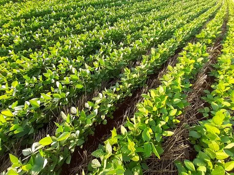 Soybean cultivation Stock Photos