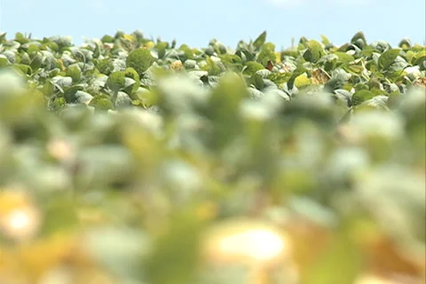 Soybean Cultivation, set focus SD-04 库存影片 37430387