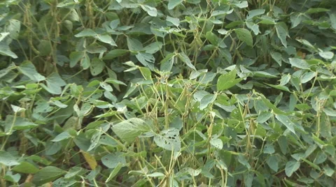 Soybean Damaged Crop Vídeos de archivo 975512