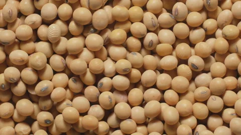 Soybean Falling in soybean background, Rotation. Stock Footage 143610597