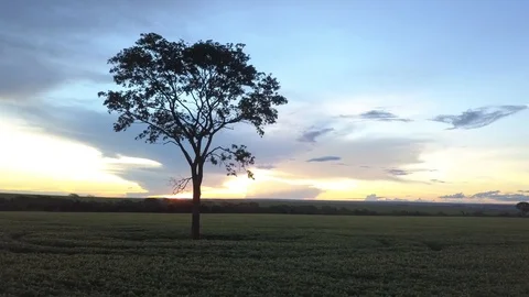 Soybean farm 库存影片 107396732