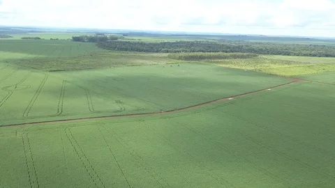 Soybean farm 库存影片 107397135