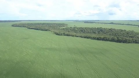 Soybean farm 库存影片 107397378