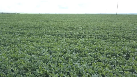 Soybean farm 库存影片 107399414