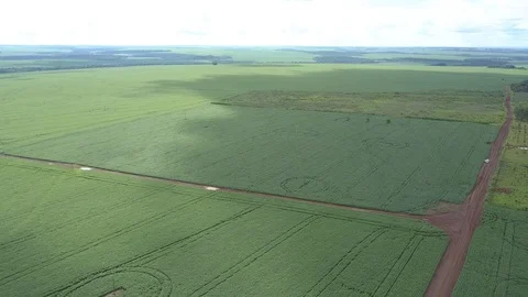 Soybean farm 库存影片 107399619