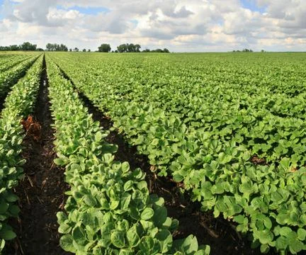 Soybean farm Stock Photos