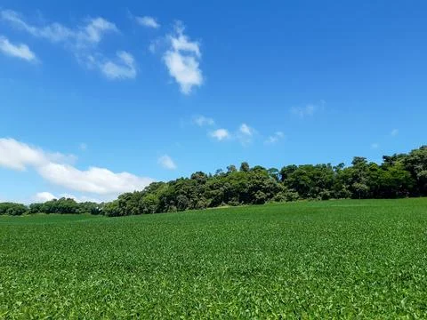 Soybean farming. Stock Photos