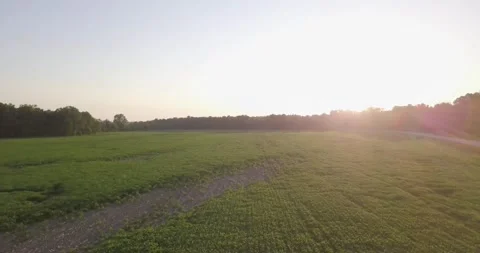 Soybean Field 2: Drone Footage at Sunset Through Summer Field Stock Footage