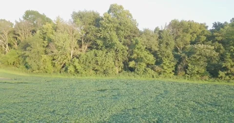 Soybean Field 4: Drone Flying in Soybean Field at Sunset. Golden Hour Footage Video stock 138684350