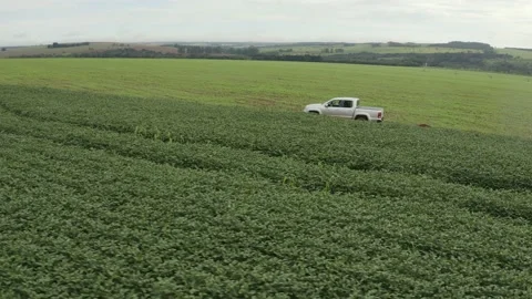 Soybean field. Aerial View. Stock Footage 130828490