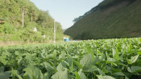 Soybean field and mountain landscape in rural countryside Vídeos de archivo 344953898