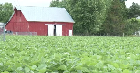 Soybean Field with Barn in Background - 4k Stock Footage 64772203