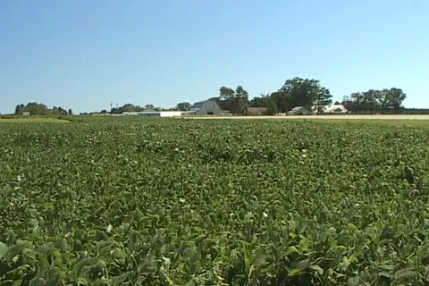 Soybean field with barn in background Stock Footage 436679