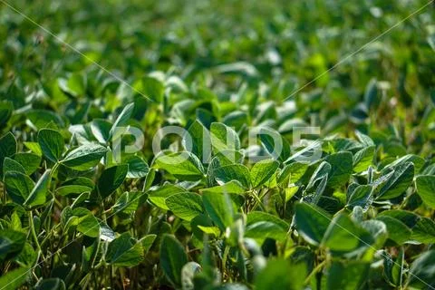 Soybean field at the beginning of summer. Drought and dehydrated plants. Vege Stock Photos
