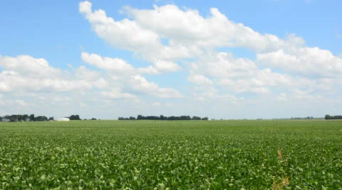Soybean field in central Illinois Stock Footage 26104463