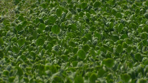 Soybean field close up Stock Footage 88024531