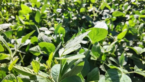 Soybean field close-up. Stock Footage 317509498