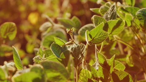 Soybean Field At Diffused Light. Agricultural Business Concept. Lush Green Video stock 296276230