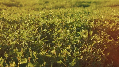 Soybean Field At Diffused Light. Agricultural Business Concept. Lush Green Video stock 296277523