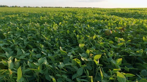 Soybean Field At Diffused Light. Agricultural Business Concept. Lush Green Video stock 296279234