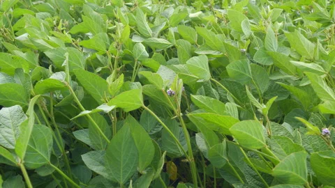 Soybean Field At Diffused Light. Agricultural Business Concept. Lush Green Video stock 296284738