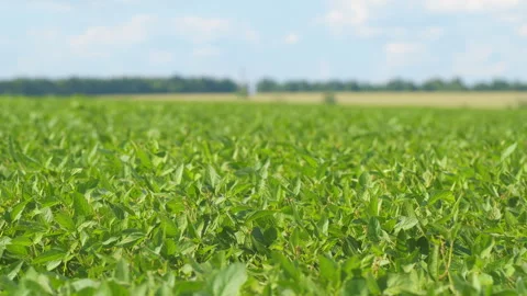 Soybean Field At Diffused Light. Agricultural Business Concept. Lush Green Video stock 296285880