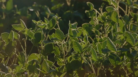 Soybean Field At Diffused Light. Agricultural Business Concept. Lush Green Soybe Stock Footage 303213014