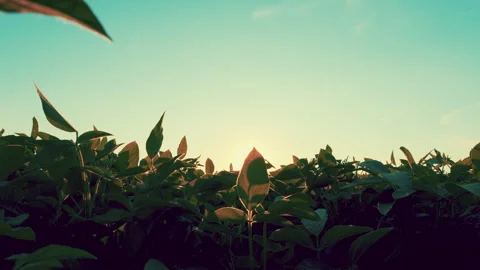 Soybean Field At Diffused Light. Agricultural Business Concept. Lush Green Soybe Stock Footage 303215680