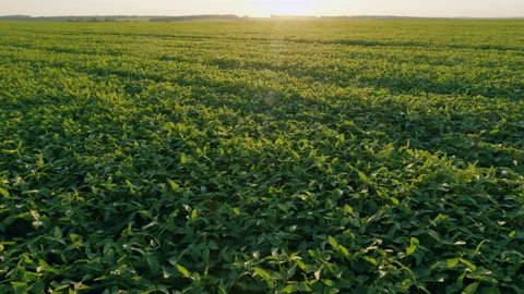 Soybean Field At Diffused Light. Agricultural Business Concept. Lush Green Soybe Stock Footage 303217356