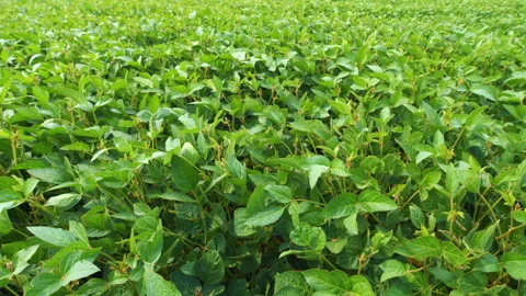 Soybean Field At Diffused Light. Agricultural Business Concept. Lush Green Soybe Video stock 303235490