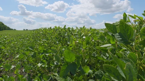 Soybean Field At Diffused Light. Agricultural Business Concept. Lush Green Soybe Video stock 303238332