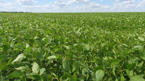 Soybean Field At Diffused Light. Agricultural Business Concept. Lush Green Soybe Video stock 303239877